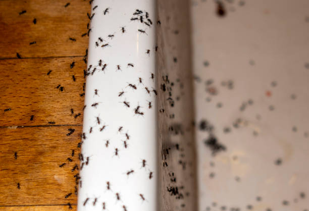 Best Emergency Pest Control  in Pennside, PA